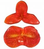 Молд орхидеи Фаленопсис большой купить в интернет-магазине ФлориАрт