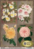 Декупажная карта Ботанические коллекции S-129 (А4, 40 гр/м2, Vintage Design) купить в интернет-магазине ФлориАрт