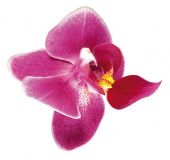 Ароматизатор для глины (орхидея) купить в интернет-магазине ФлориАрт